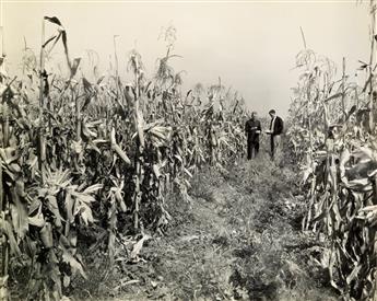 (CORN AND AGRICULTURAL PRODUCE) Archive with more than 135 photographs relating to the cultivation of corn and